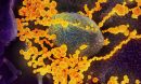 coronavirus disease