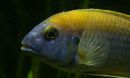 cichlid