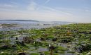Coastal ecosystems depend on eelgrass beds, such as one on Bainbridge Island, Washington.