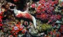 Starfish with sea star wasting disease, an infectious disease that has spread along the West Coast.