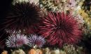 a pair of red sea urchins