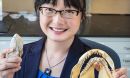 Professor Kim studies ancient shark teeth