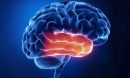 Temporal lobe - human brain in x-ray view.