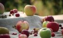examples of different colors, sizes and shapes of apples