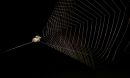 slingshot spider ready to launch its cone-shaped web