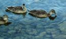 Photo of dabbling ducks foraging in the shallow region of Lake Alexandrina, New Zealand.