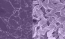 Scientists fabricate a new anode material for a rechargeable battery technology.