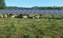 sheep graze under the 35th Street Solar Array