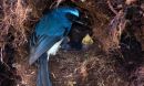 an indigo flycatcher visits its nest