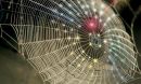 a spiderweb-inspired fractal design