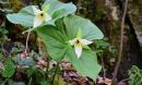 Trillium erectum