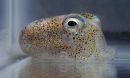 adult Hawaiian bobtail squid
