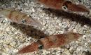Doryteuthis pealeii, often called the Woods Hole squid