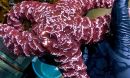 a healthy starfish