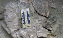 A well-preserved piece of coral in sediments in the Cibao Valley, Dominican Republic.