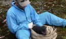 Scientist Andrew Storfer checking a Tasmanian devil for tumor facial disease.