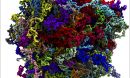 coarse-grained model of a biological condensate