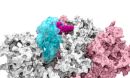 Supercomputing-driven simulations depict the glycan N343 (magenta) acting as a molecular crowbar.