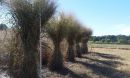 lowland switchgrass
