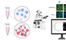 new technique differentiates T cells