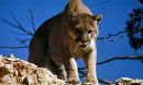 a puma