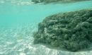 Photo of a microbial community known as a thrombolite.