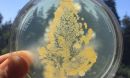 plate of agar stamped with the leaf of a greenhouse-grown tomato plant