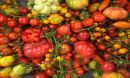 sample of the wild, intermediate and cultivated tomatoes