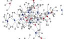 Contact network showing male tortoises (blue nodes), females (red nodes) and burrows (gray nodes).