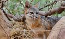 gray fox