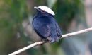 White-crowned manakin populations accumulated differences in their songs andâ¯plumage patterns.