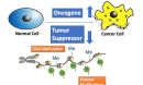 algorithm identifies cancer drivers