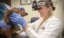 Dr. Erin Scott and her colleagues produced a therapeutic derived from turmeric