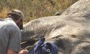 Scientists have pinpointed the genes that lead to tuskless African elephants.
