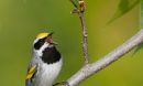 golden-winged warbler