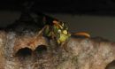 Wasp