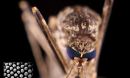 eye of a mosquito