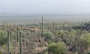 The saguaro cactus of the Sonoran Desert in the Southwest United States