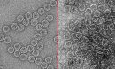 Transmission electron micrographs of a nonenveloped virus, MS2 bacteriophage, before electrocoagulation (L) and after (R).