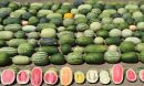 watermelons