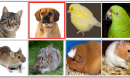 images of animals and birds