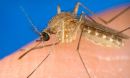 mosquito