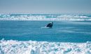 a bowhead whale breaches the waters surface