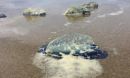 Velella velella, also called