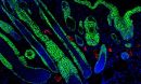 regenerated hair follicles at the center of a wound