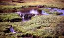 An old beaver dam along a stream in Yellowstone National Park.