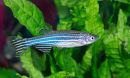 Zebrafish in planted aquarium