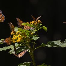 Butterfly information
