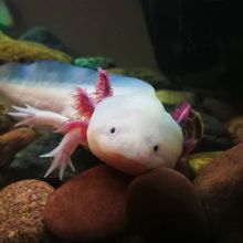 Join Axolotls Club