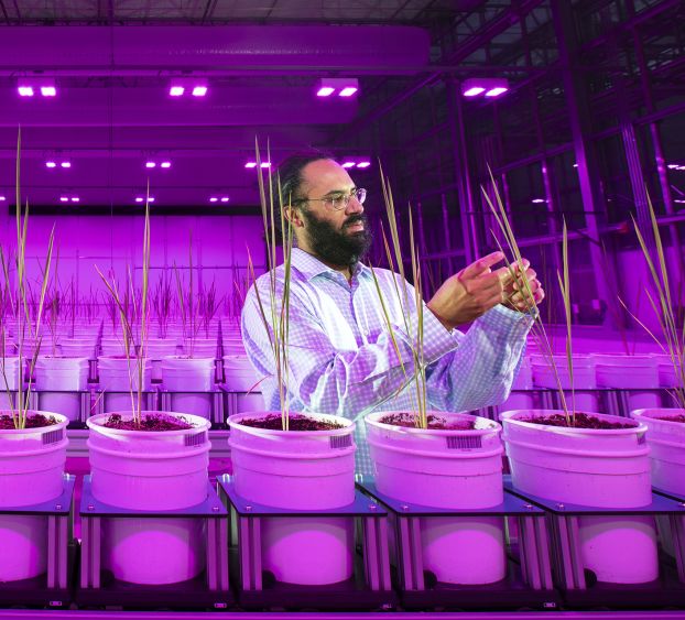 A bearded man works in a greenhouse